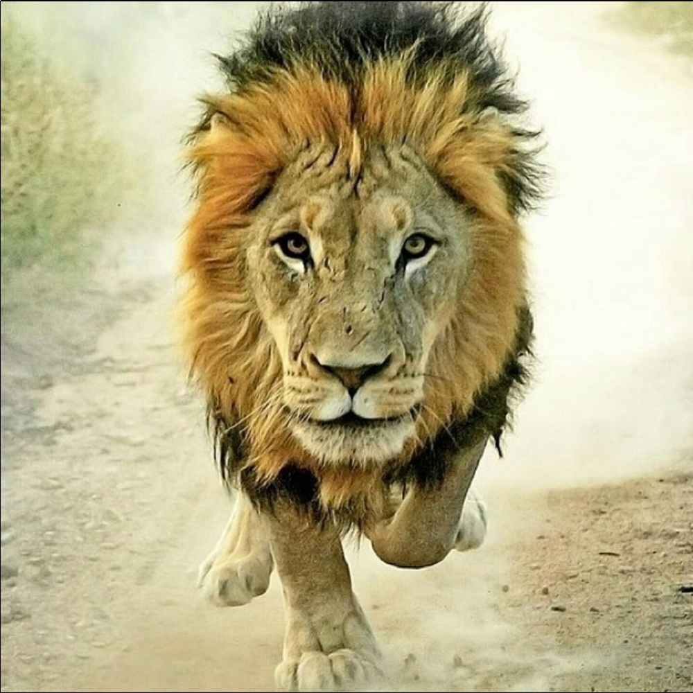 Meet your Posher, Kalee